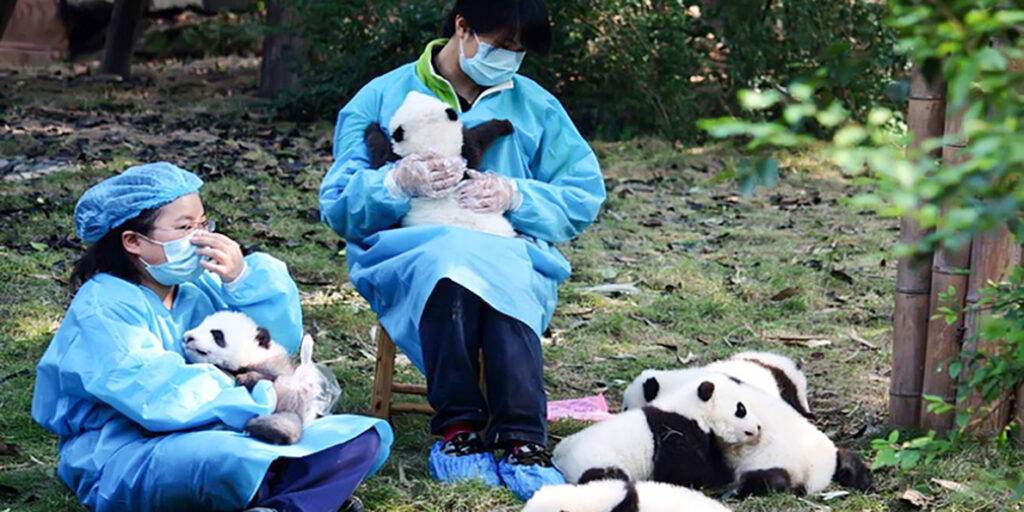 cuddling with pandas - it's a thing!
